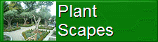 Plant Scapes Dublin